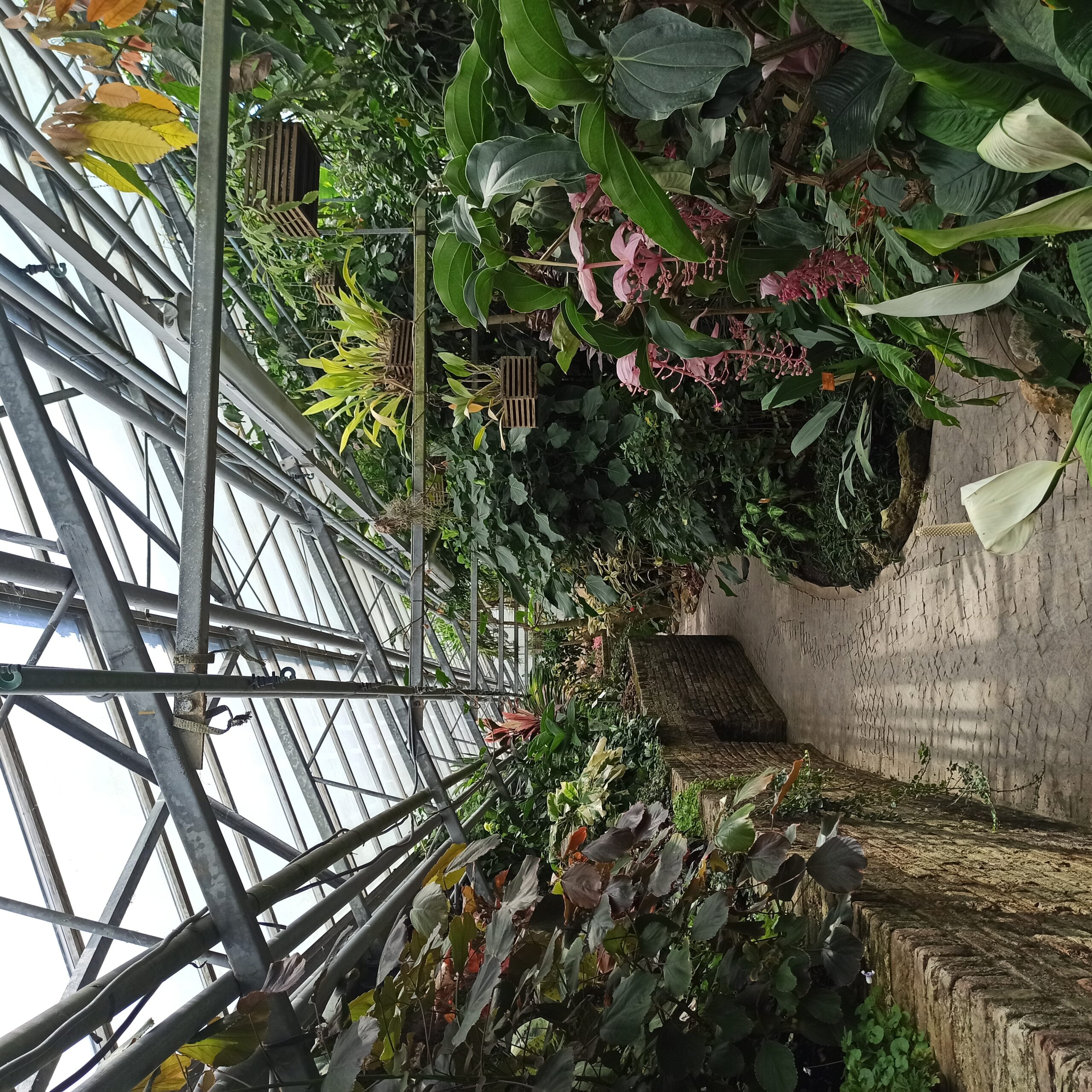 Inside of greenhouse at Kruidtuin