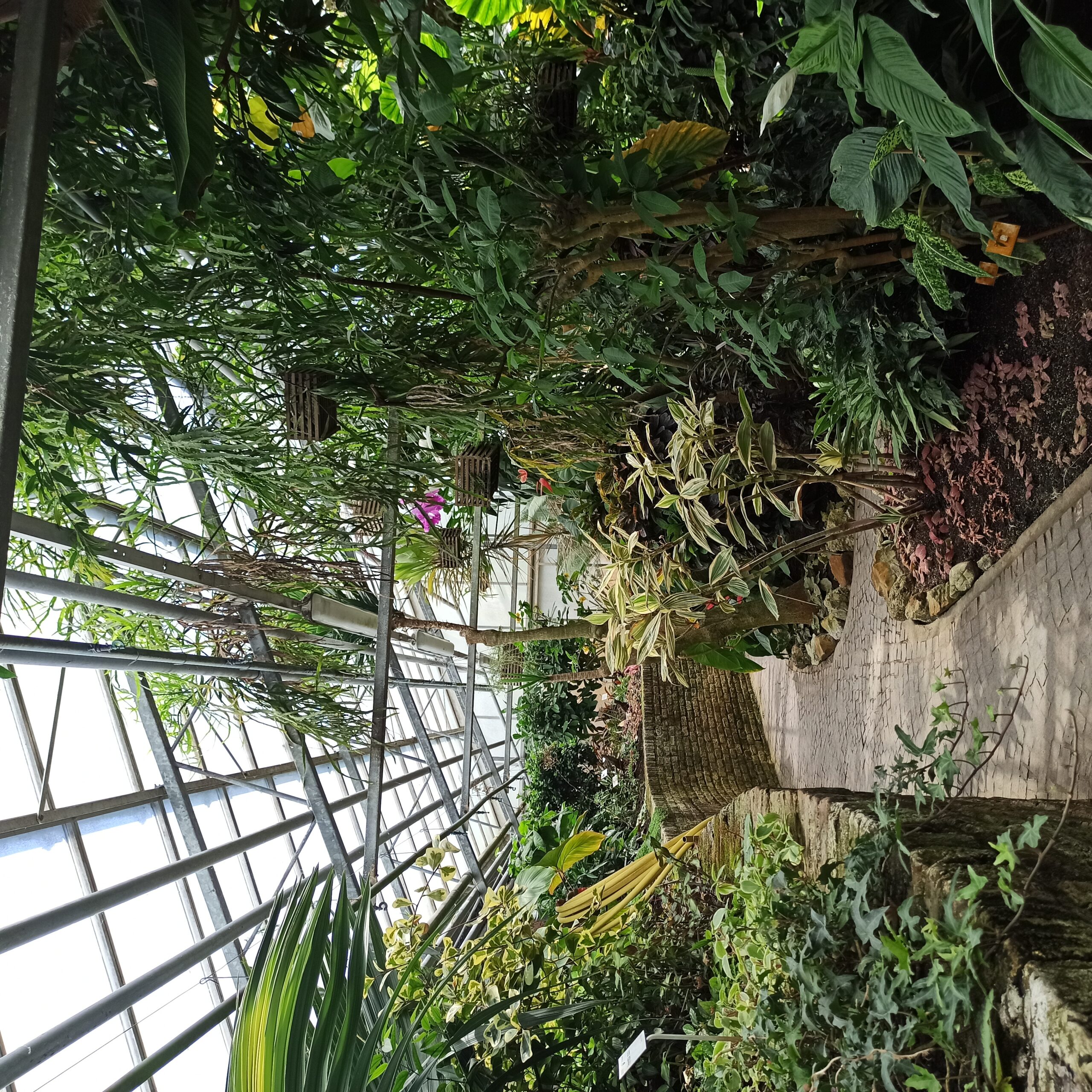 Picture from grenhouse