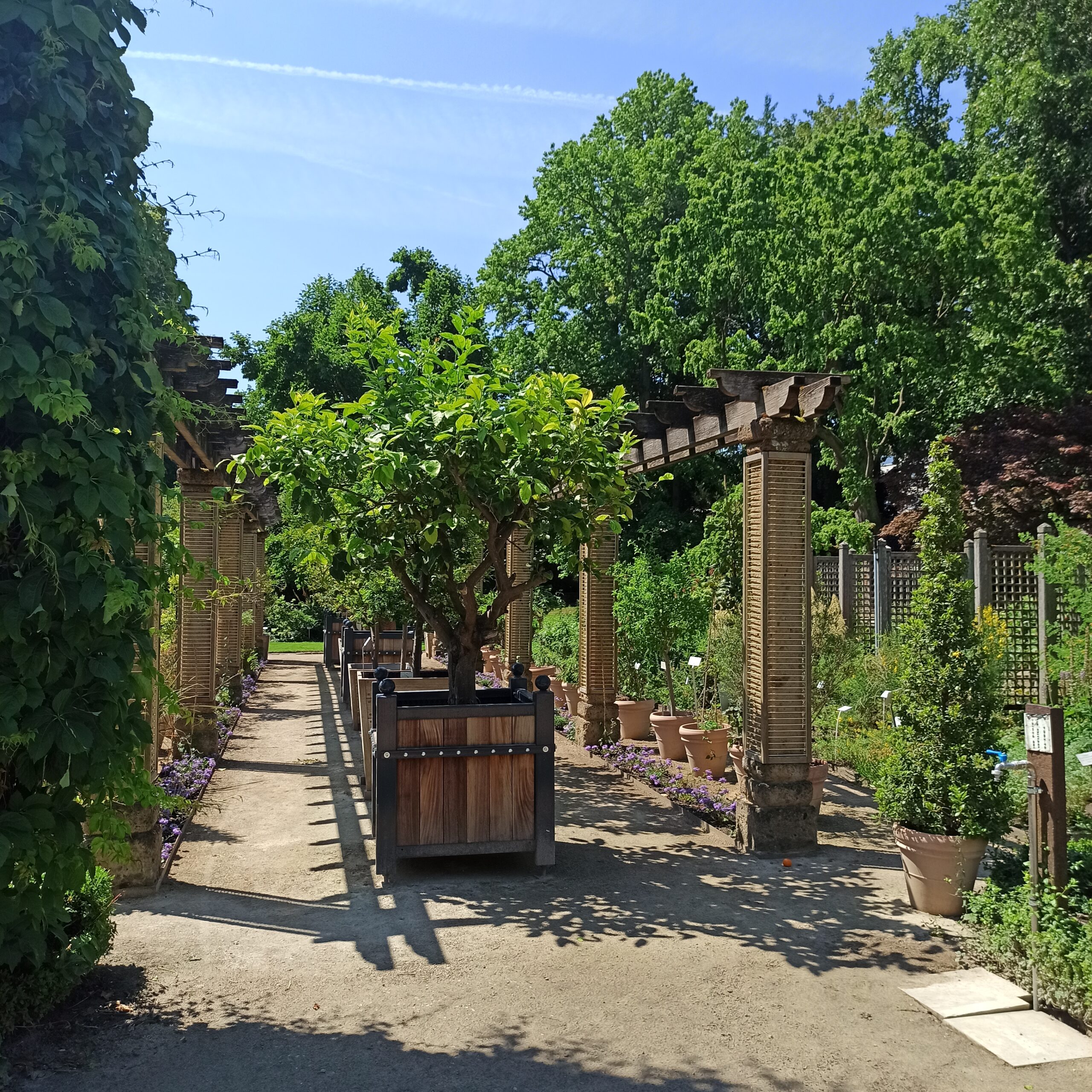Garden in Kruidtuin