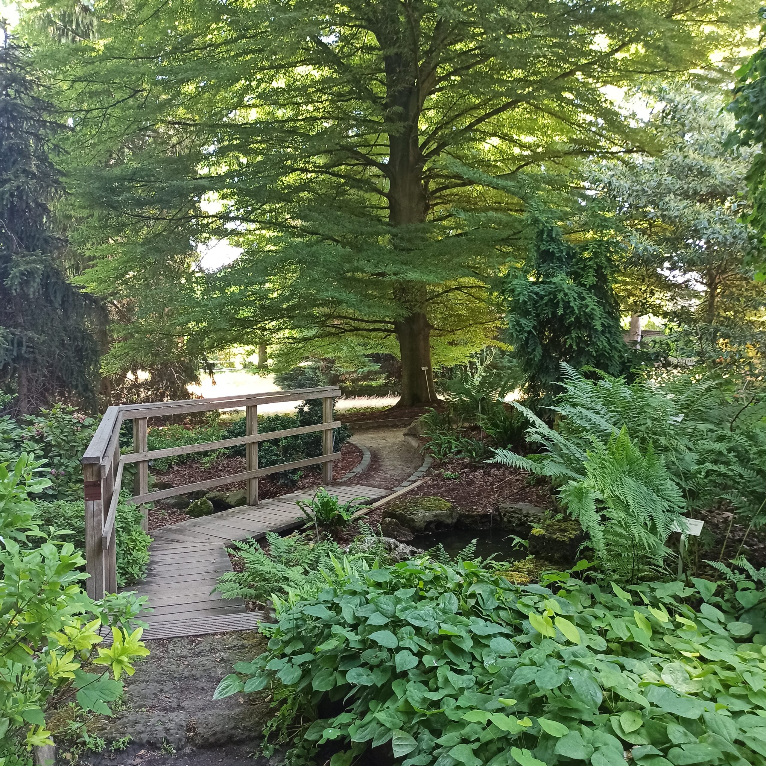 small wooden bridge in the middle of nature