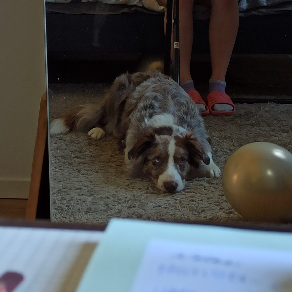reflection of the dog in the mirror