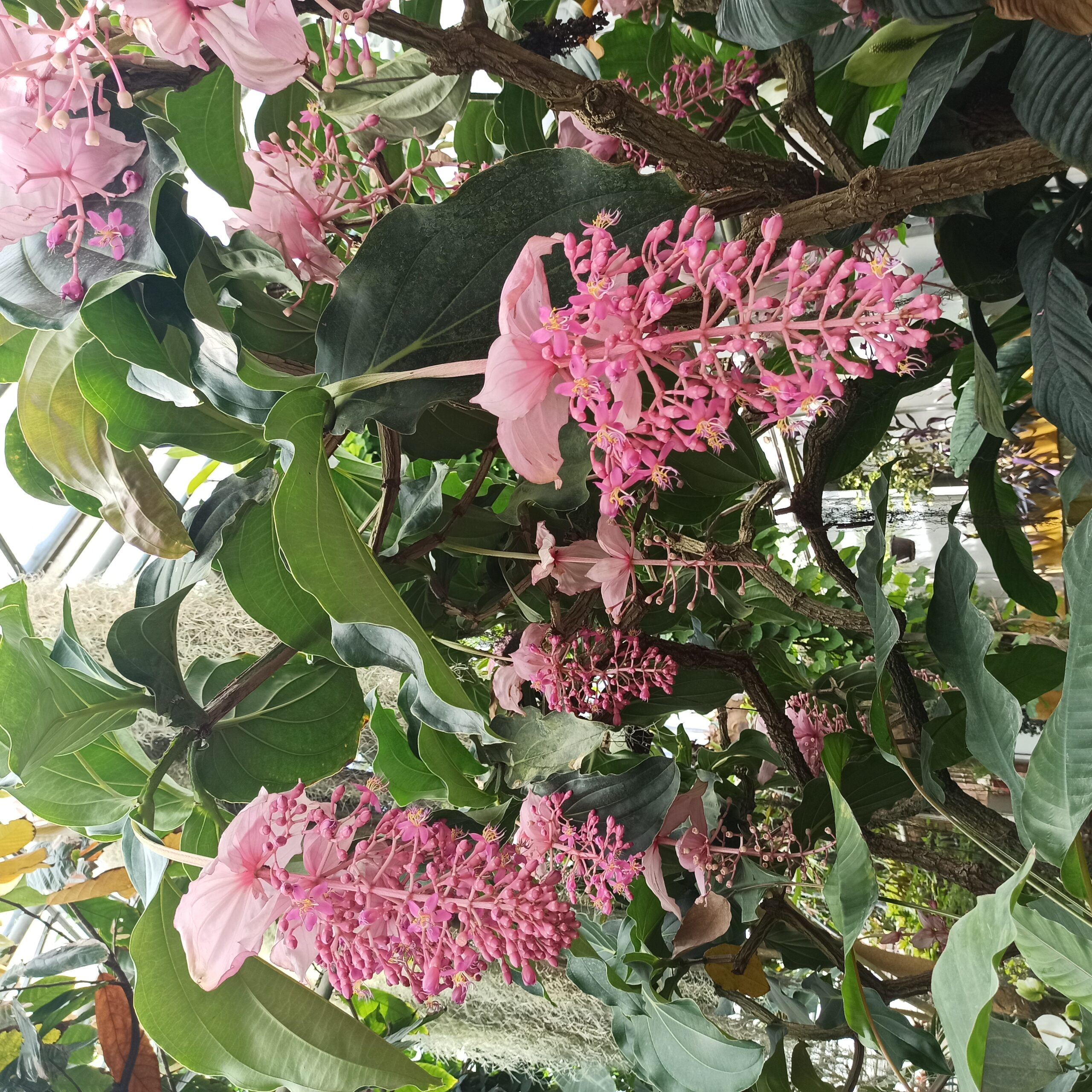 pink flowers hanging from the tree in greenhouse