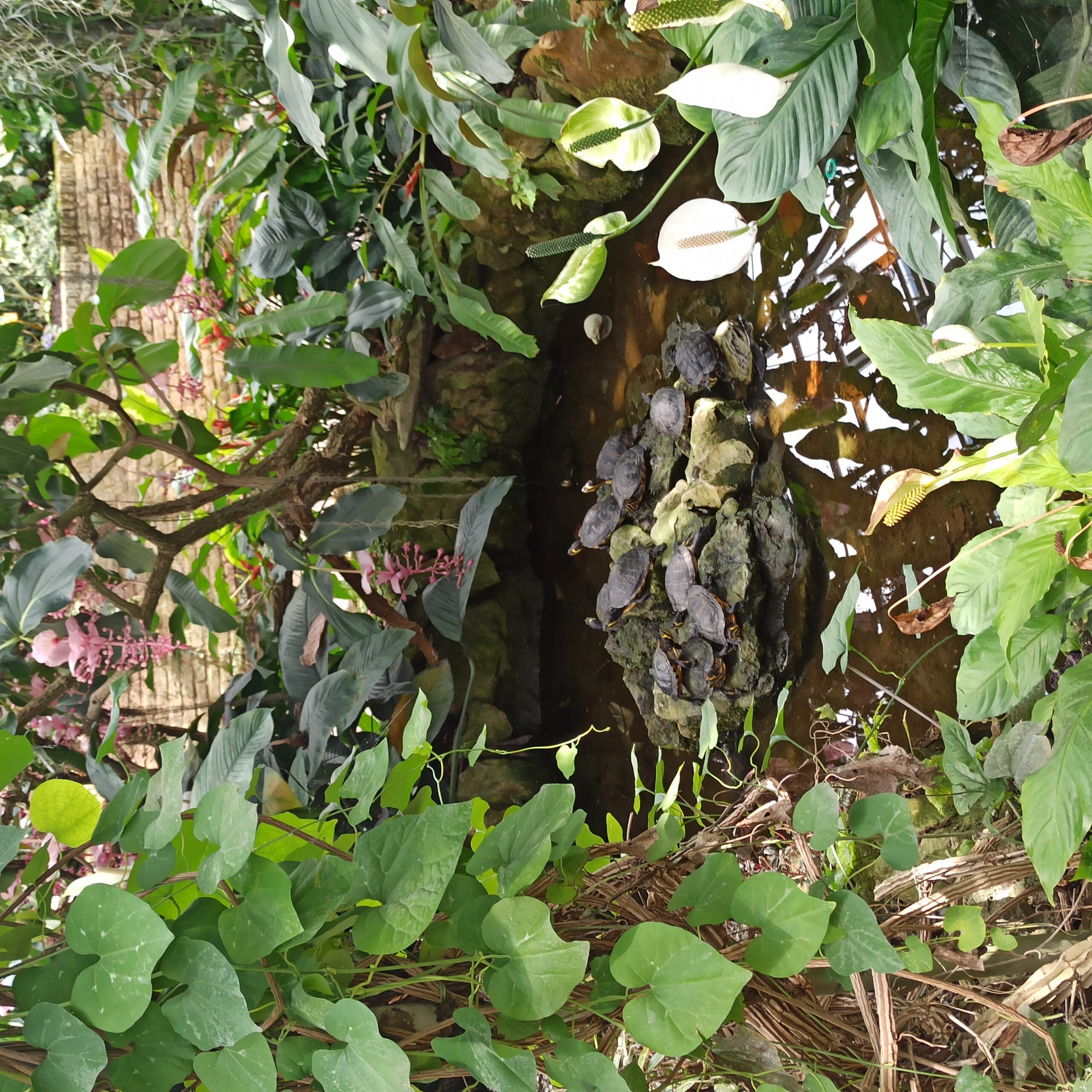 Small turtle iland in greenhouse at Kruidtuin