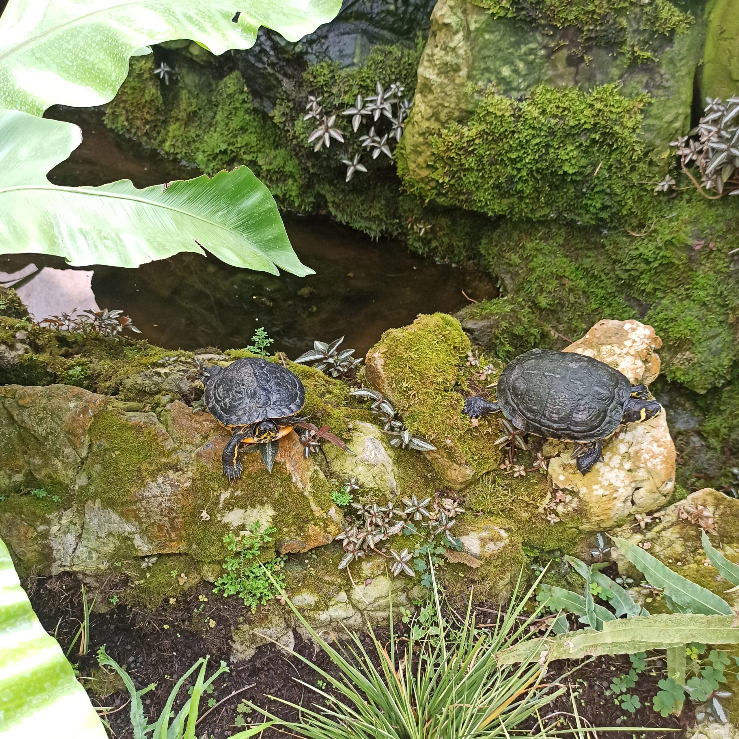 Two turtles on the stone